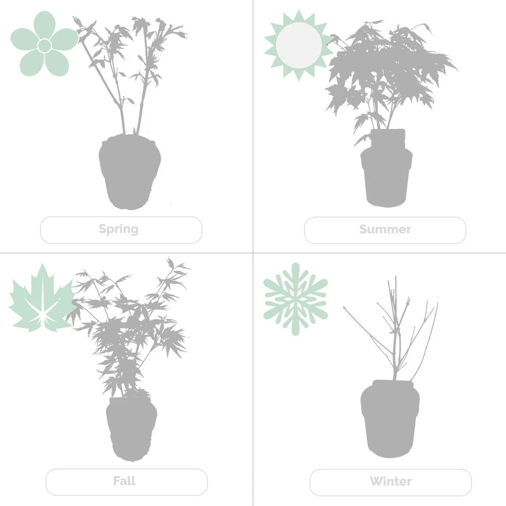 2x Acer Shirasawanum 'moonrise' - érable Du Japon - Arbuste - Rustique - ⌀19 Cm - ↕40-50 Cm – Image 5