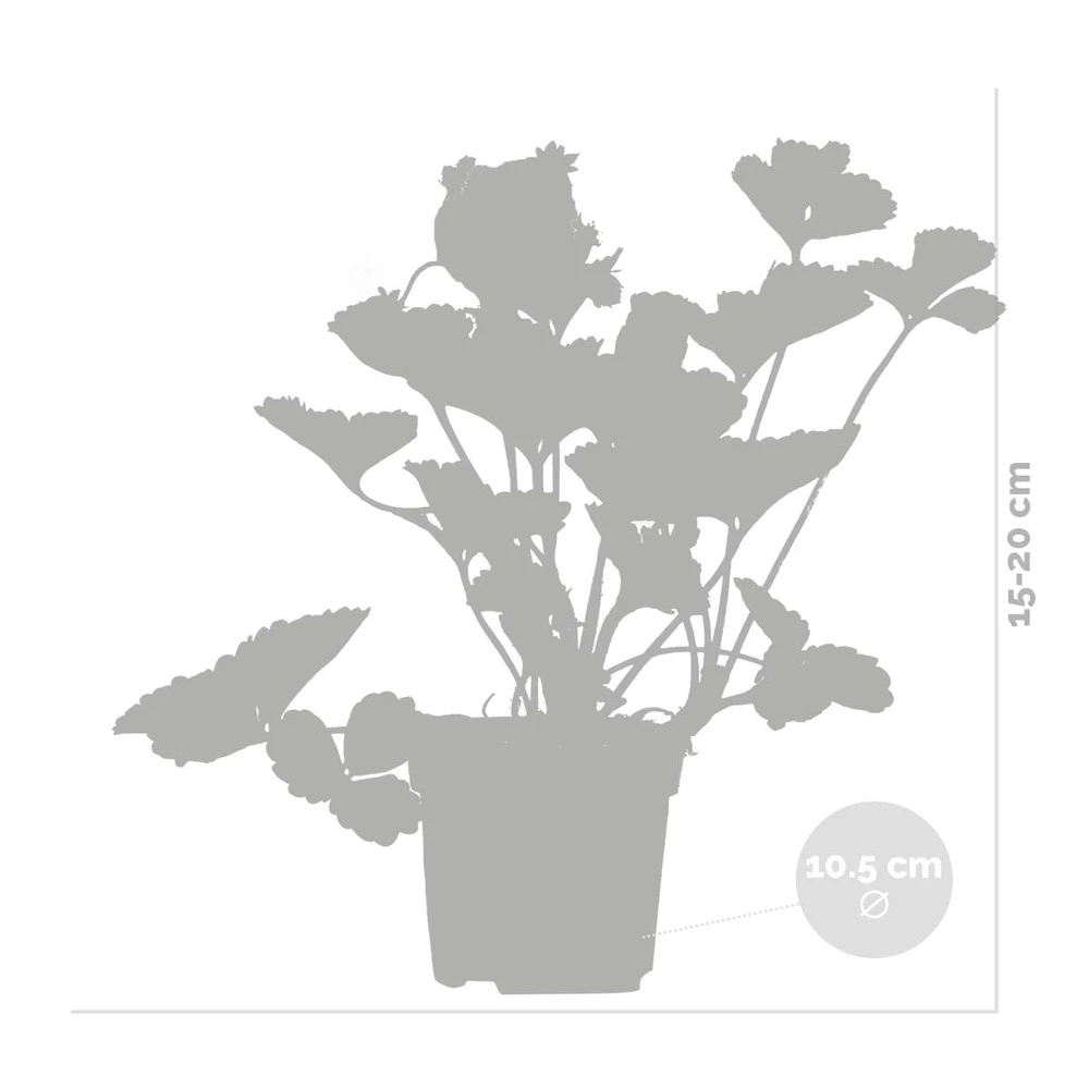 3x Fragaria 'snow Summer Breeze' – Fraisier – Entretien Facile – ⌀10,5 Cm - ↕15-20 Cm – Image 3