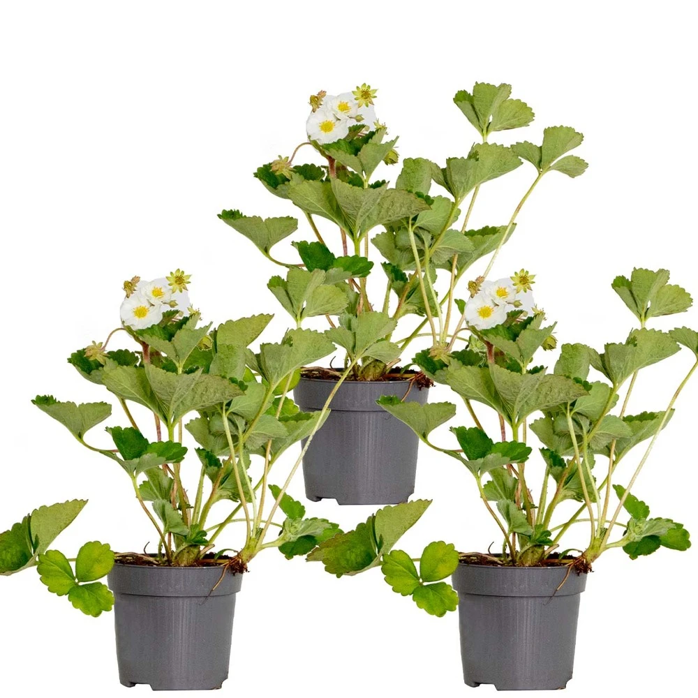 3x Fragaria 'snow Summer Breeze' – Fraisier – Entretien Facile – ⌀10,5 Cm - ↕15-20 Cm