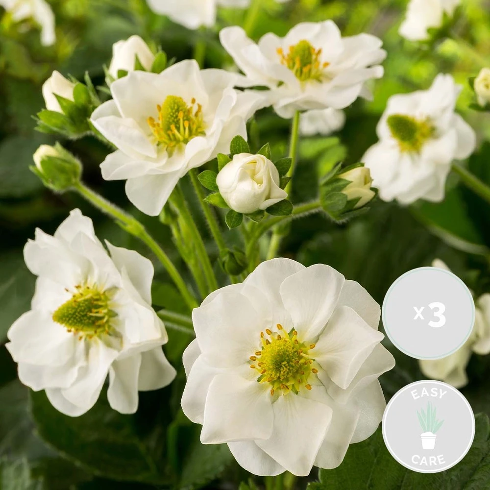 3x Fragaria 'snow Summer Breeze' – Fraisier – Entretien Facile – ⌀10,5 Cm - ↕15-20 Cm – Image 2