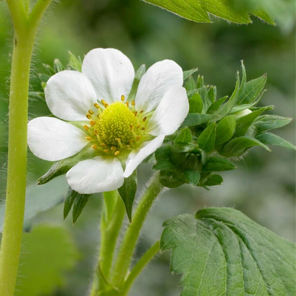 3x Fragaria 'snow Summer Breeze' – Fraisier – Entretien Facile – ⌀10,5 Cm - ↕15-20 Cm – Image 4