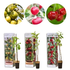 3x Mini Fruit Mix – Arbres Fruitiers – Facile D'entretien – ⌀9 Cm - ↕30-35 Cm