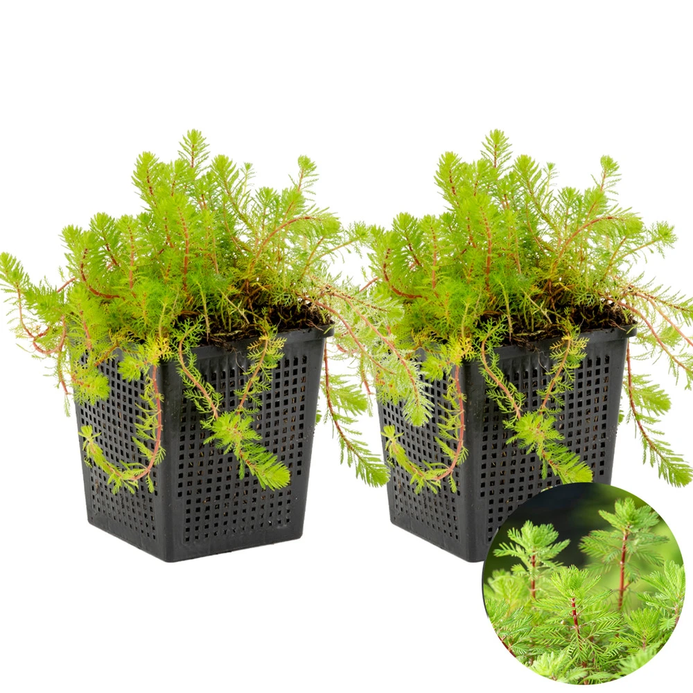 2x Myriophyllum 'red Stem' – Featherwort – Oxygen Plant – Zone 2 à 5 – ⌀11 Cm - ↕15-25 Cm – Image 2