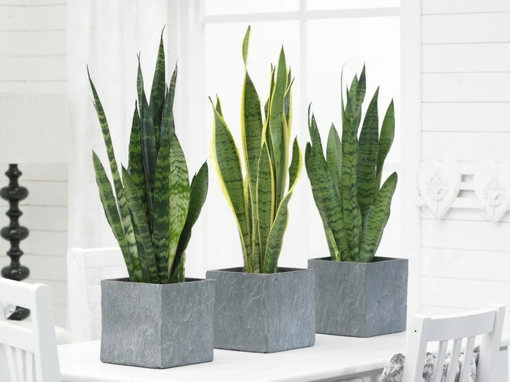 2x Sansevieria 'laurentii' Xl – Langue De Dame – Succulente – Facile à Entretenir – ⌀17cm – ↕55-65 Cm – Image 2