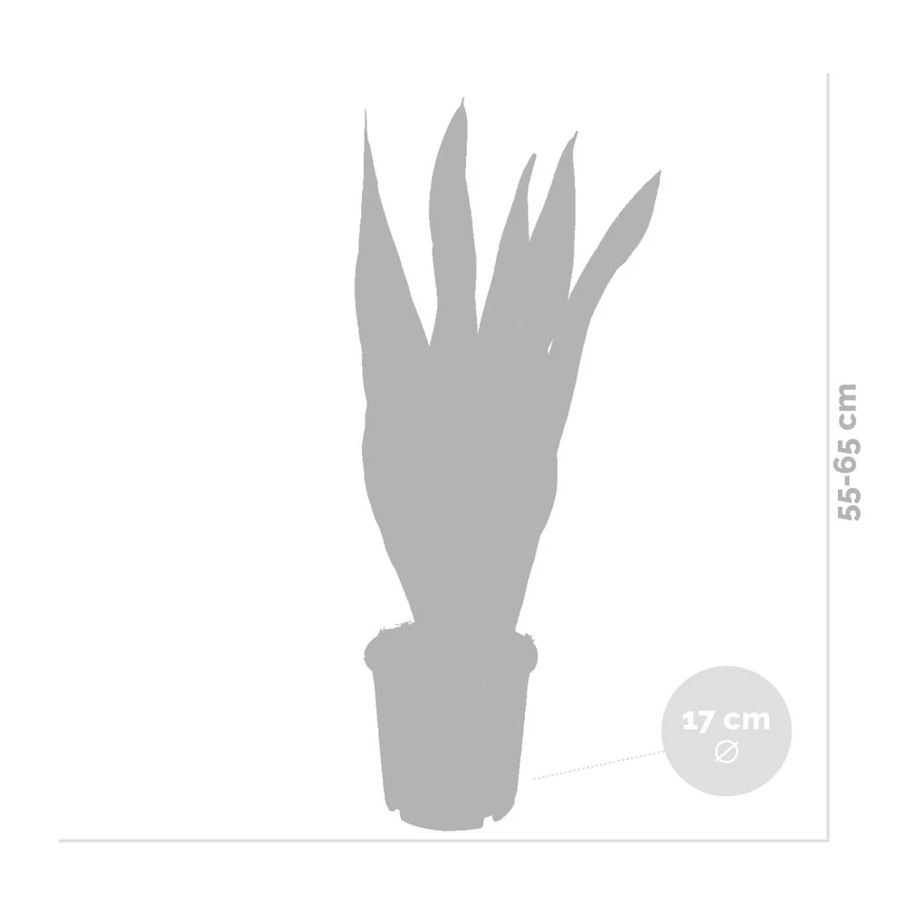 2x Sansevieria 'laurentii' Xl – Langue De Dame – Succulente – Facile à Entretenir – ⌀17cm – ↕55-65 Cm – Image 4