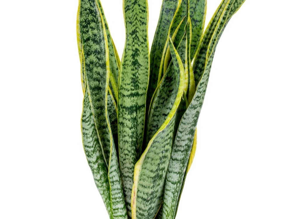 2x Sansevieria 'laurentii' Xl – Langue De Dame – Succulente – Facile à Entretenir – ⌀17cm – ↕55-65 Cm – Image 3