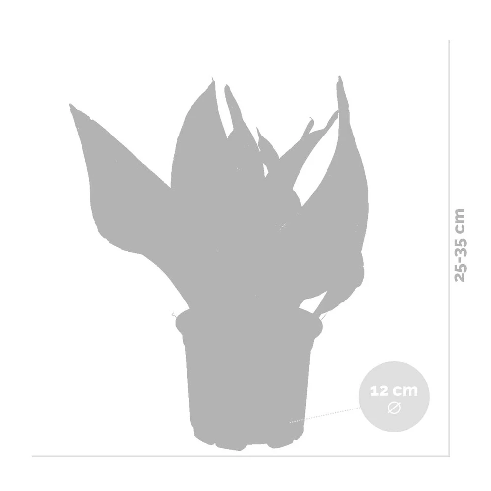 Sansevieria 'laurentii' – Sansevieria – Succulente – Peu D'entretien – ⌀12cm – ↕25-35cm – Image 4