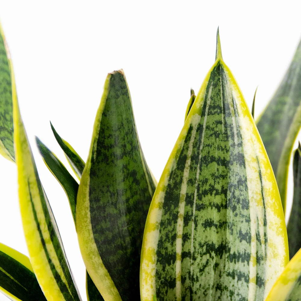 Sansevieria 'laurentii' – Sansevieria – Succulente – Peu D'entretien – ⌀12cm – ↕25-35cm – Image 3