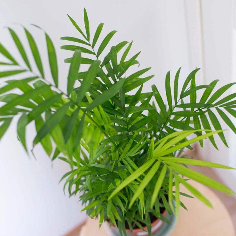 2x Mélange De Palmiers D'intérieur - Dypsis-chamaedorea - Facile D'entretien – ⌀12 Cm - ↕20-45 Cm – Image 4