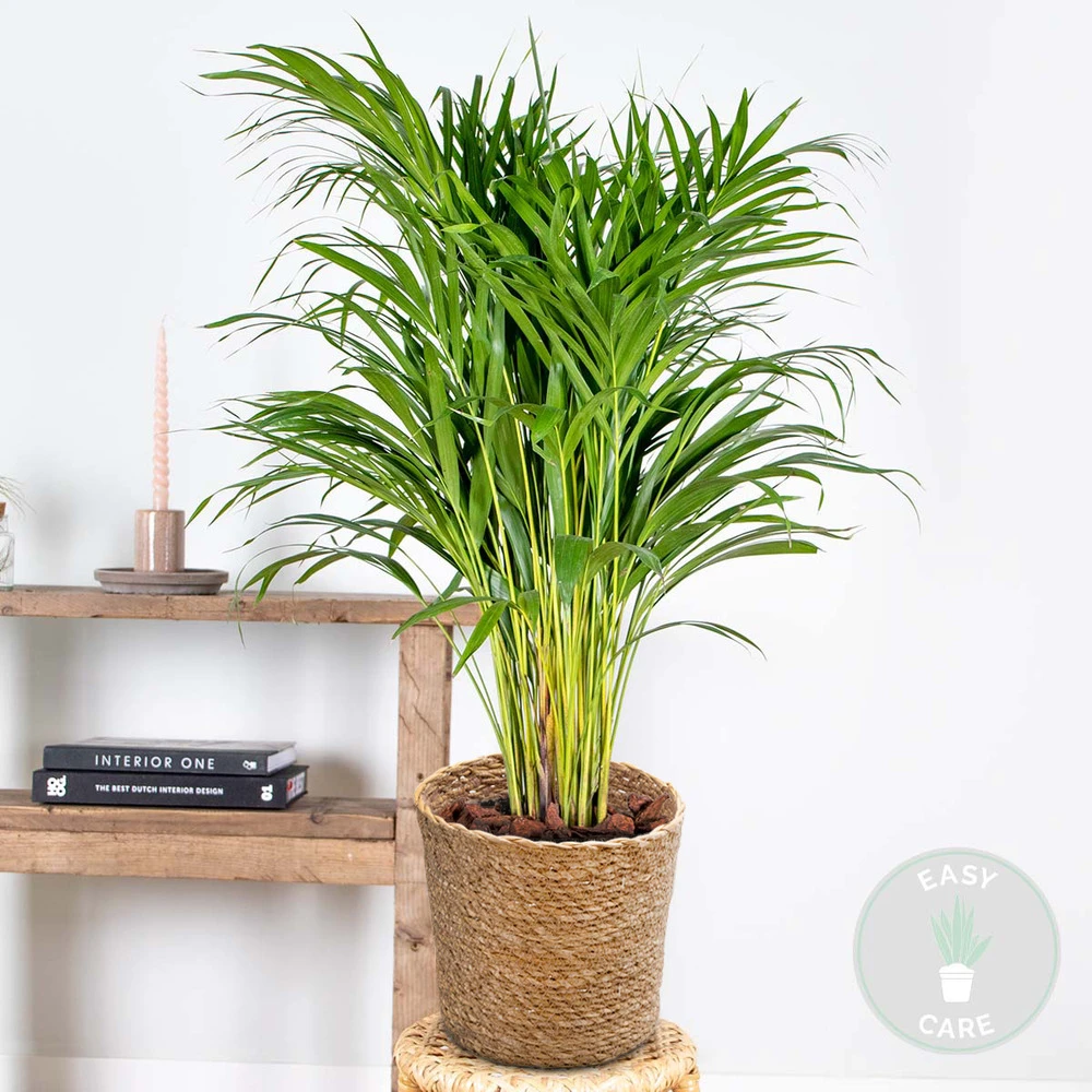 Dypsis Lutescens Incl. Panier En Jonc De Mer - Palmier Doré - ⌀20 Cm - ↕90-100 Cm – Image 2