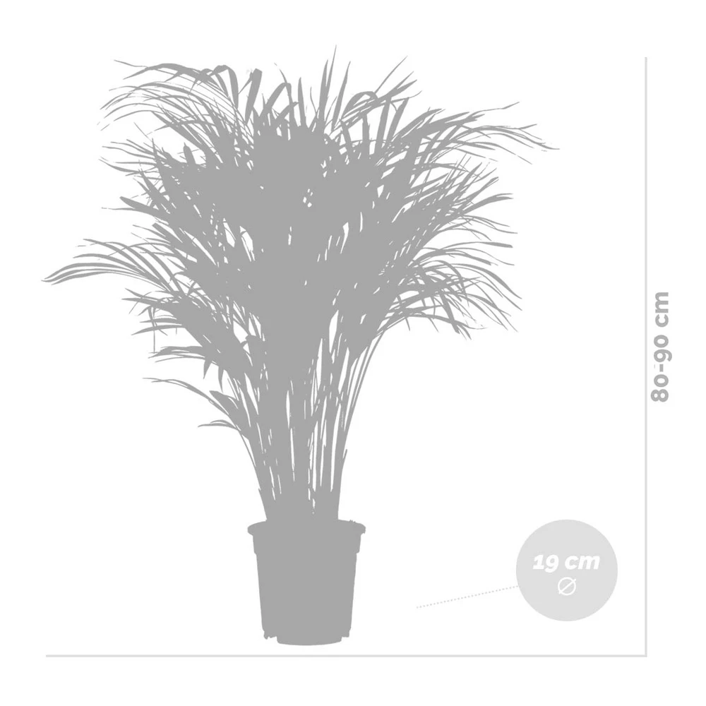 Dypsis Lutescens Incl. Panier En Jonc De Mer - Palmier Doré - ⌀20 Cm - ↕90-100 Cm – Image 5