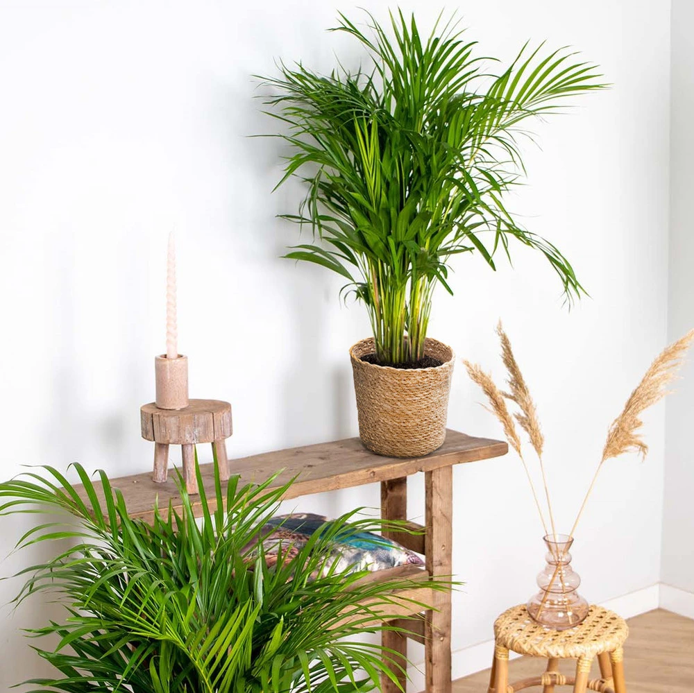 Dypsis Lutescens Incl. Panier En Jonc De Mer - Palmier Doré - ⌀20 Cm - ↕90-100 Cm – Image 4