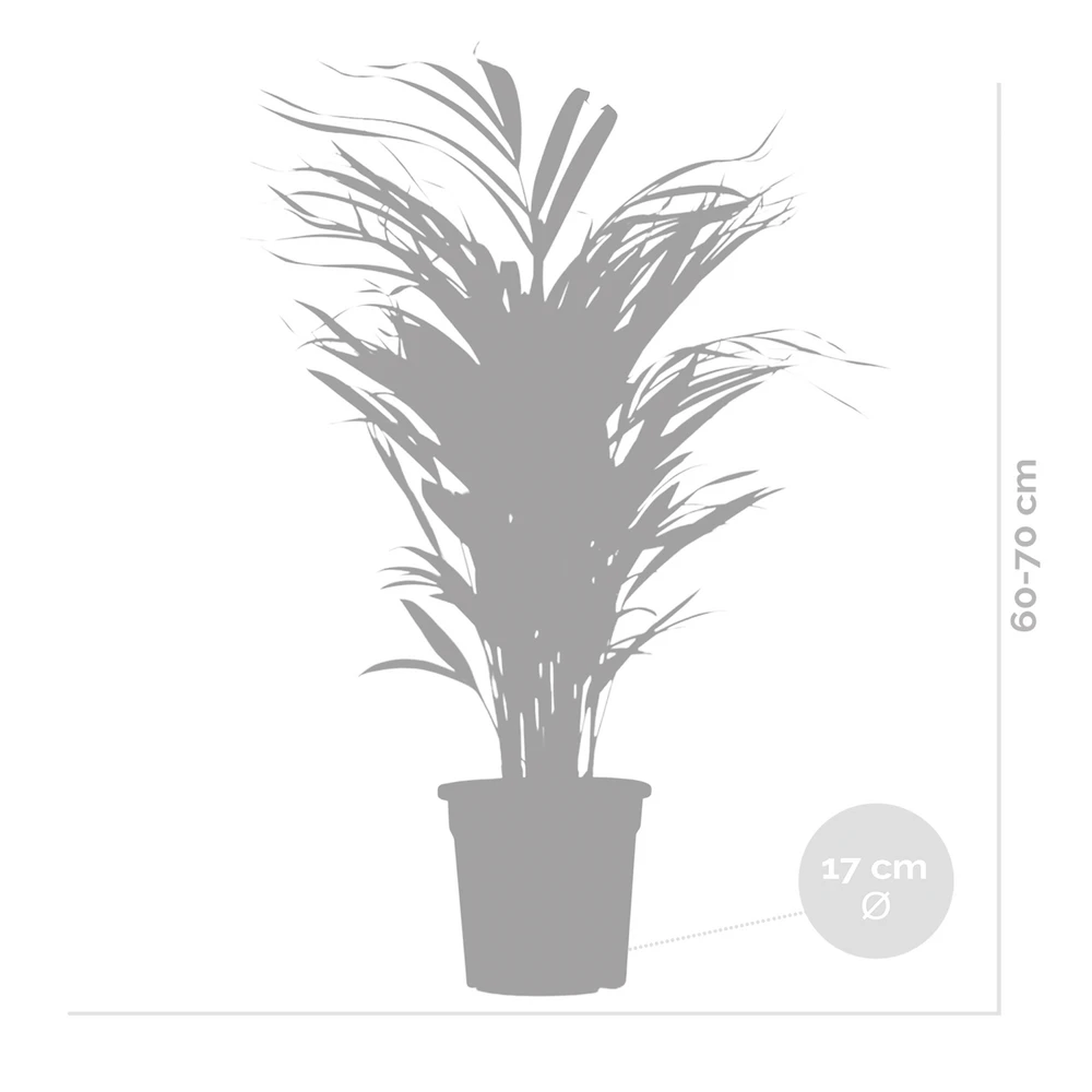 2x Dypsis Lutescens - Palmier Doré - Plante D'intérieur - Facile D'entretien - ⌀17 Cm - ↕60-70 Cm – Image 5