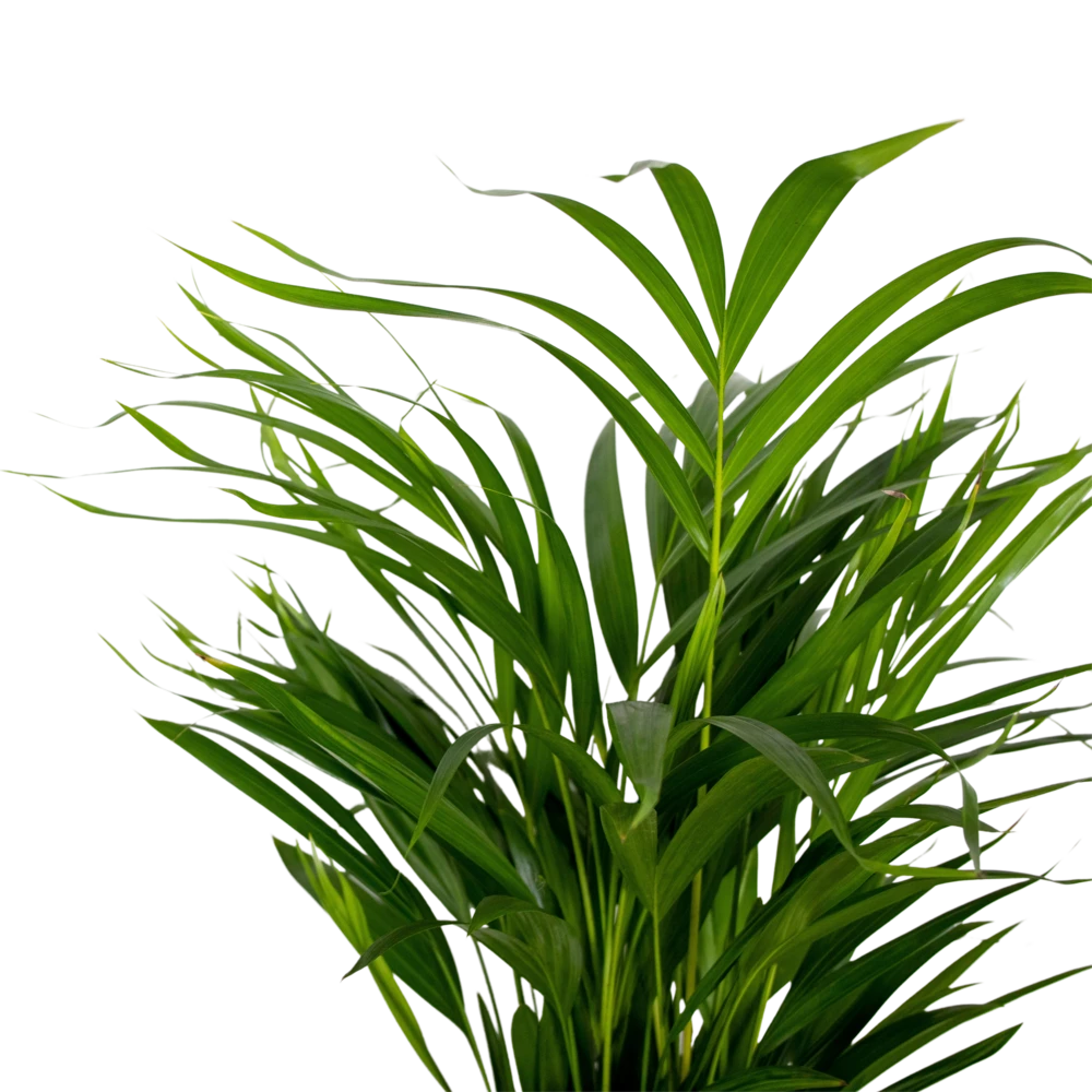 2x Dypsis Lutescens - Palmier Doré - Plante D'intérieur - Facile D'entretien - ⌀17 Cm - ↕60-70 Cm – Image 3