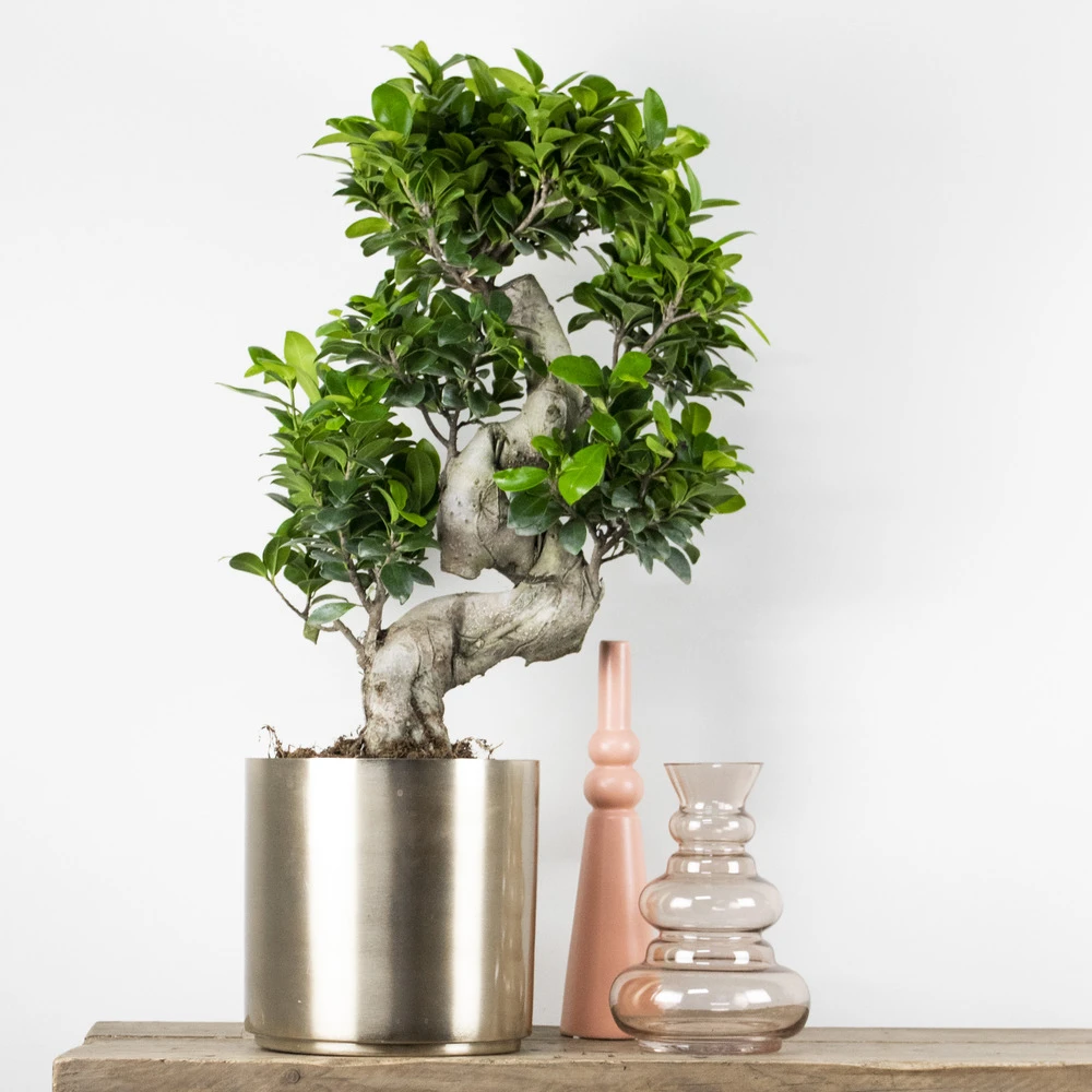 Ficus Microcarpa 'ginseng' En Forme De S – Bonsaï – Plante D'intérieur – ⌀22 Cm - ↕60-70 Cm – Image 2