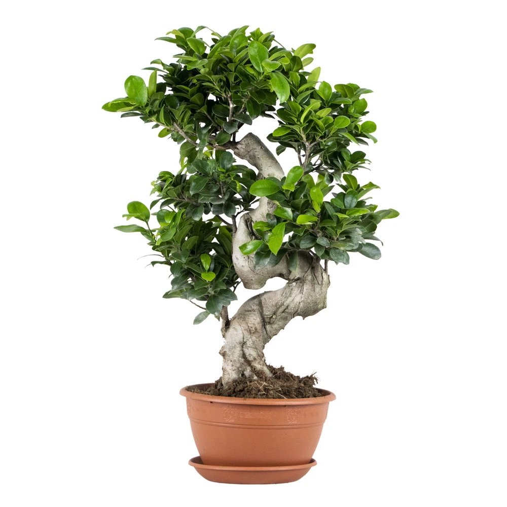 Ficus Microcarpa 'ginseng' En Forme De S – Bonsaï – Plante D'intérieur – ⌀22 Cm - ↕60-70 Cm