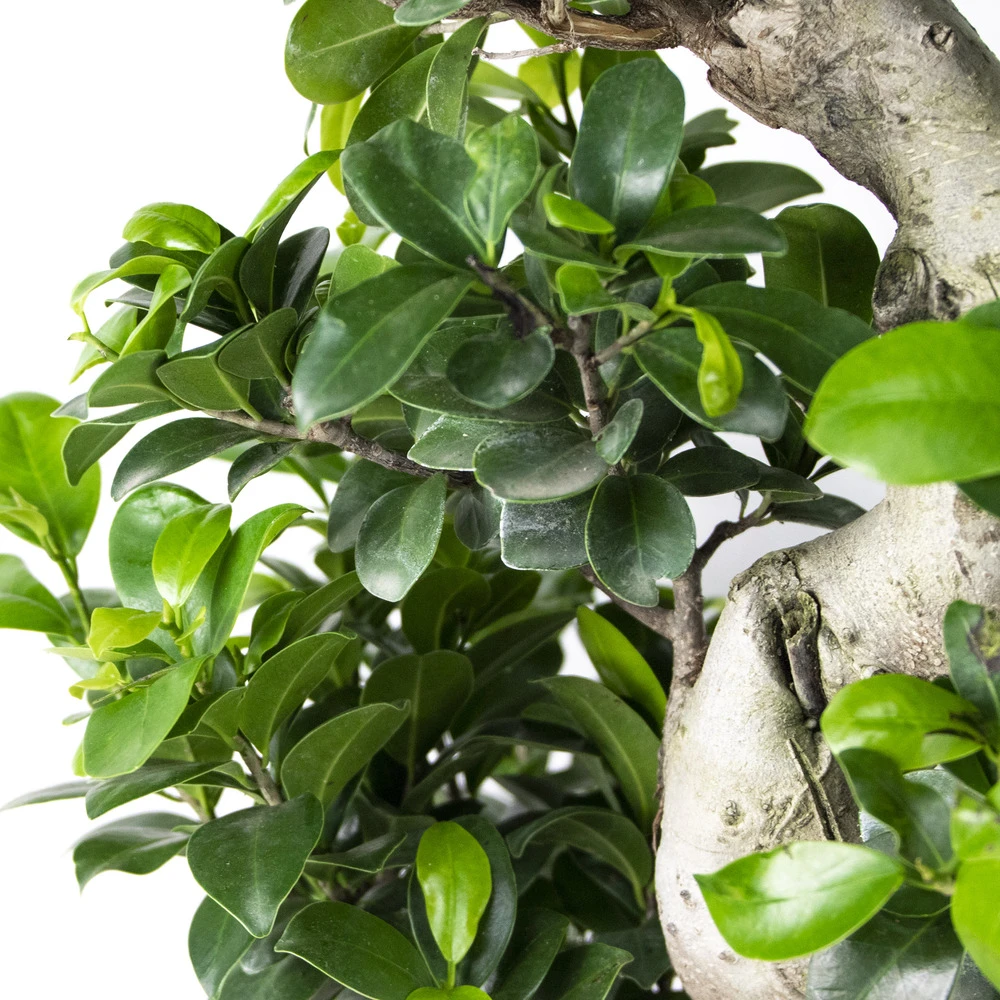 Ficus Microcarpa 'ginseng' En Forme De S – Bonsaï – Plante D'intérieur – ⌀22 Cm - ↕60-70 Cm – Image 3