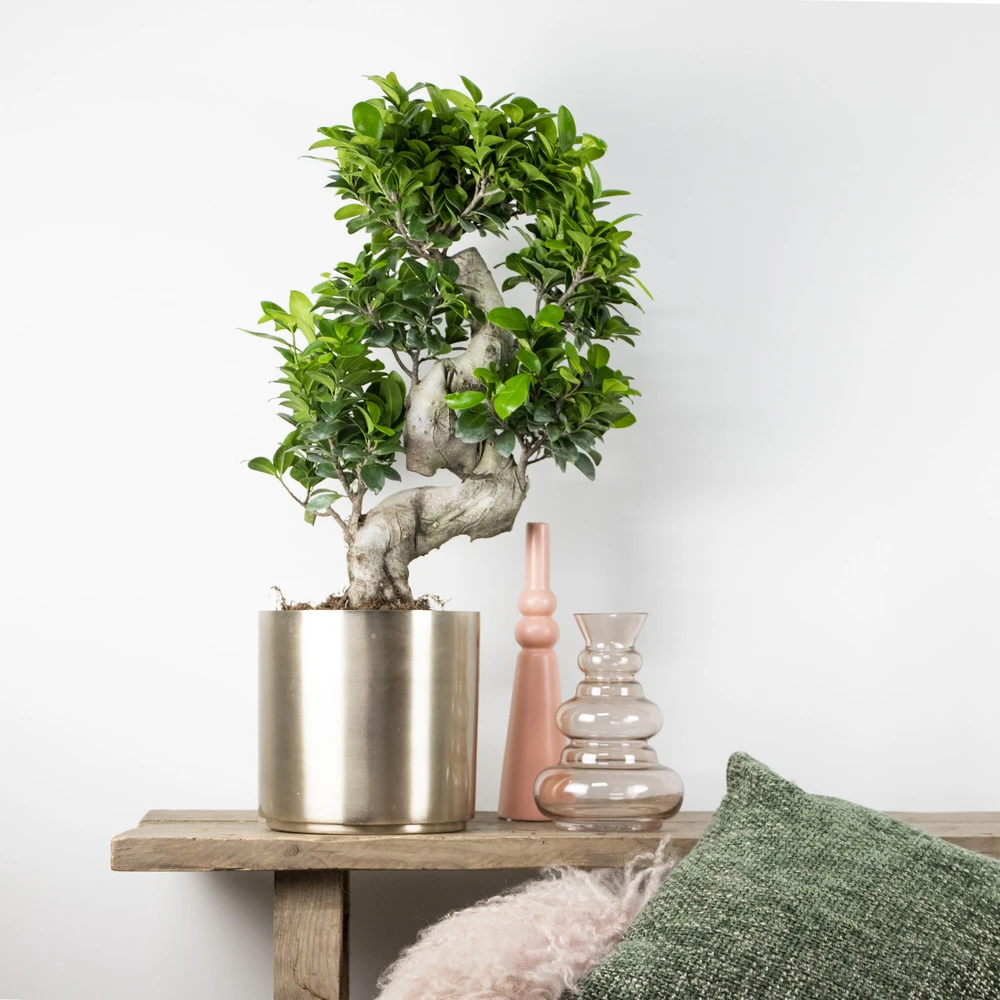 Ficus Microcarpa 'ginseng' En Forme De S – Bonsaï – Plante D'intérieur – ⌀22 Cm - ↕60-70 Cm – Image 4