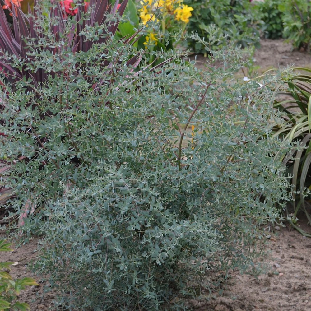 Eucalyptus Gunni France Bleu® 'rengun'/pot De 7,5l - 40/60 Cm – Image 2