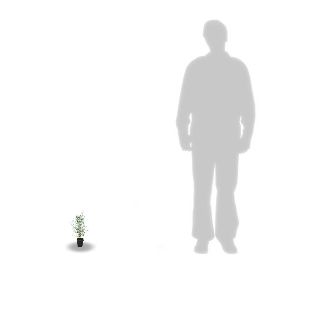 Eucalyptus Gunni France Bleu® 'rengun'/pot De 7,5l - 40/60 Cm – Image 6