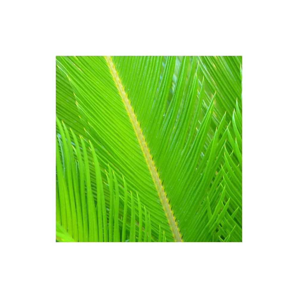 Cycas Du Japon/pot De 25l - 60/80 Cm – Image 4