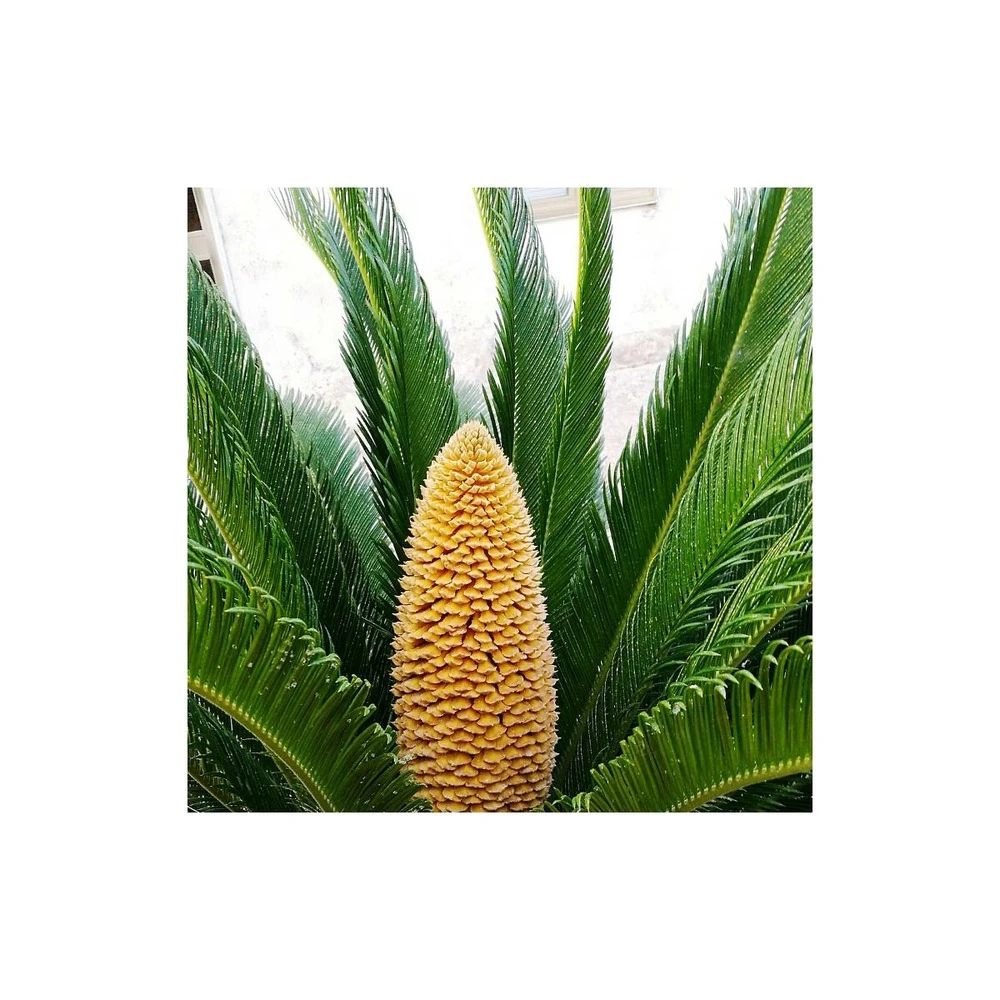 Cycas Du Japon/pot De 25l - 60/80 Cm – Image 3