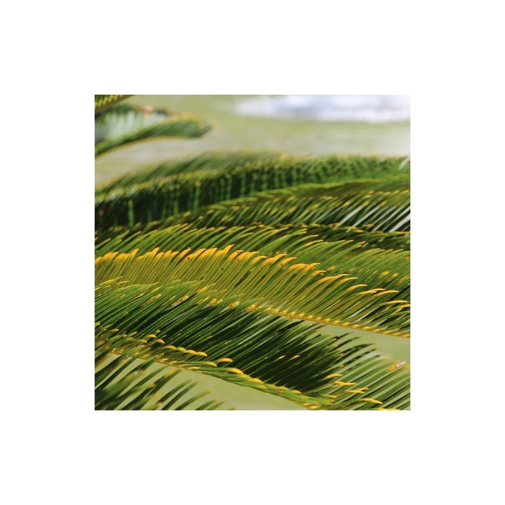 Cycas Du Japon/pot De 70l - Stipe 40/50 Cm – Image 2