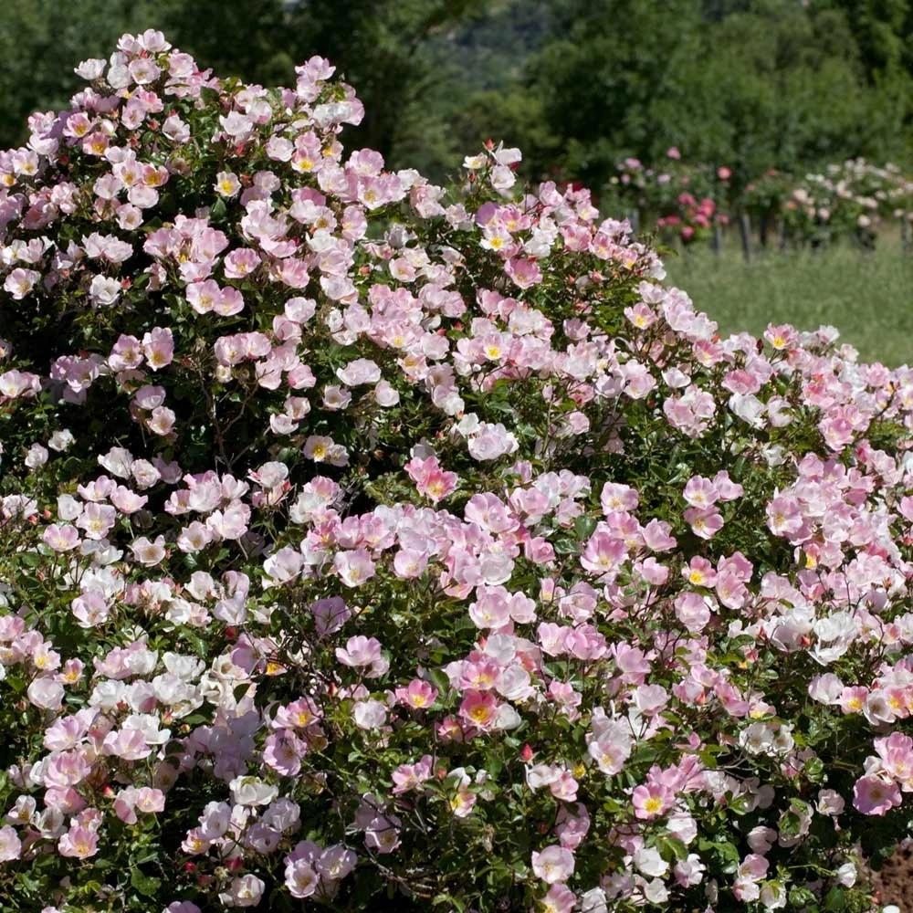 Rosier Bingo Meillandecor ® Meipotal Le Pot De 2l