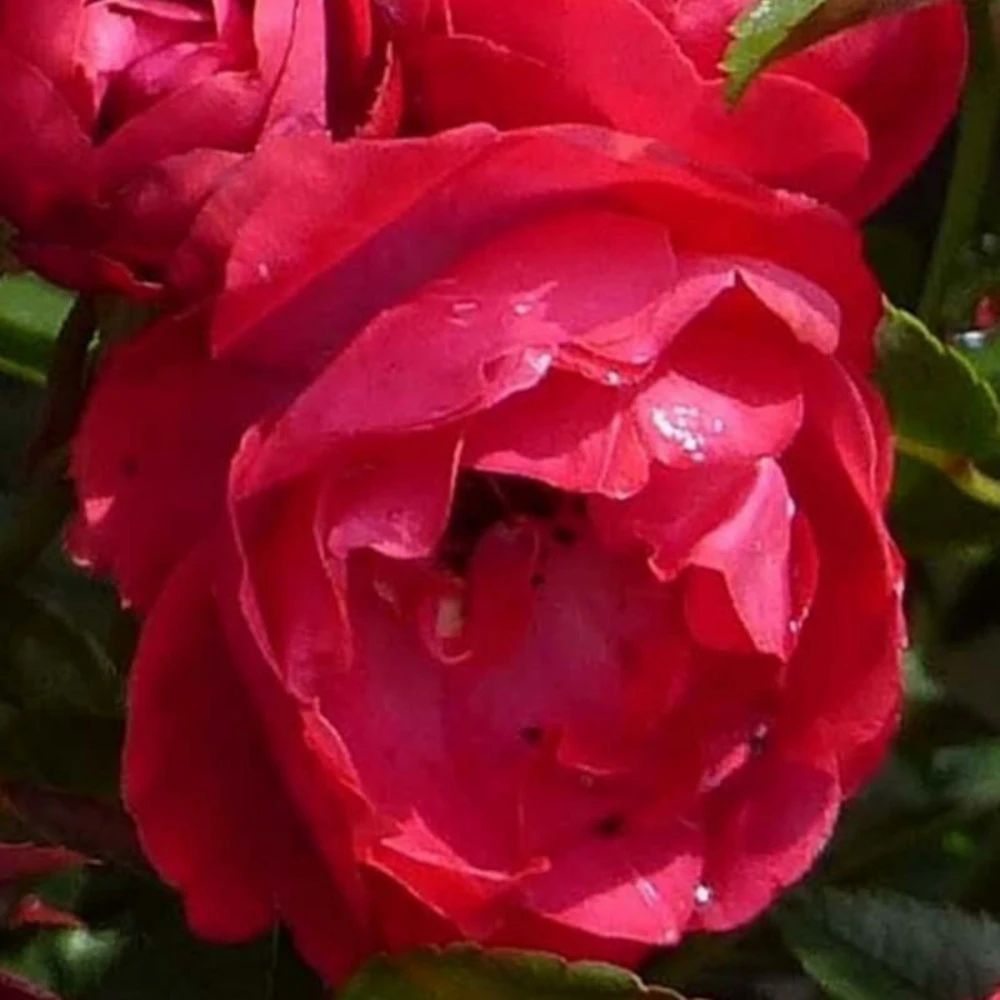 Rosier Miniature 'fêtes Des Mères' -