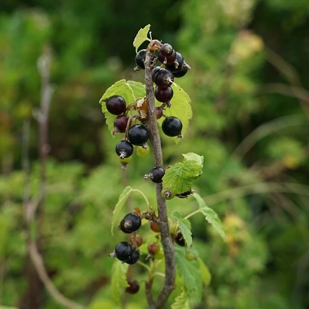 Cassissier 'andega' - Cassissier Nigrum 3l – Image 2