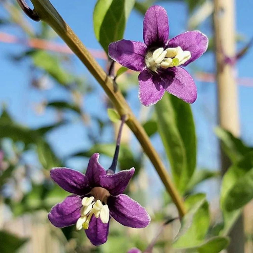 Baie De Goji - Lycium Barbarum 3l – Image 2