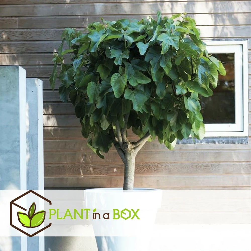 Set De 2 Ficus Carica - Pot ⌀9cm - H.25-40cm (hauteur Pot Incluse) – Image 4