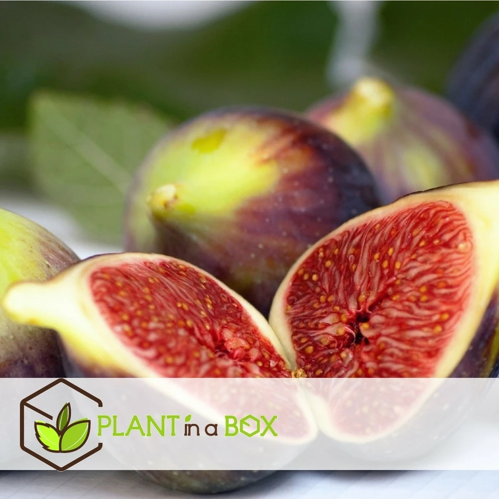 Set De 2 Ficus Carica - Pot ⌀9cm - H.25-40cm (hauteur Pot Incluse) – Image 7