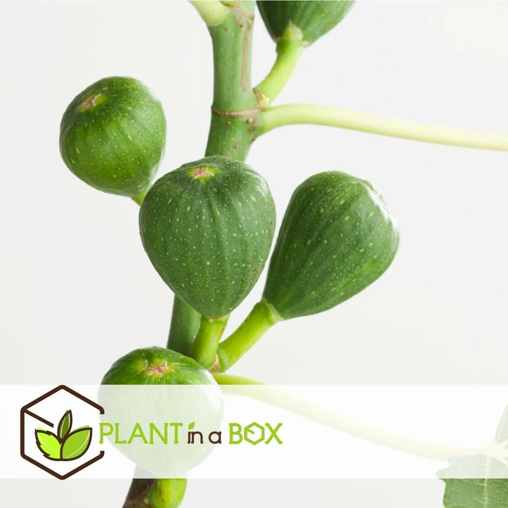 Set De 2 Ficus Carica - Pot ⌀9cm - H.25-40cm (hauteur Pot Incluse) – Image 6