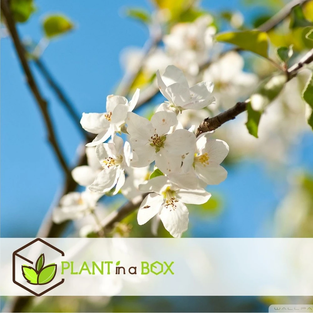 Assorti De 3 Arbres Fruitiers - Pot ⌀9cm - H.60-70cm (hauteur Pot Incluse) – Image 3