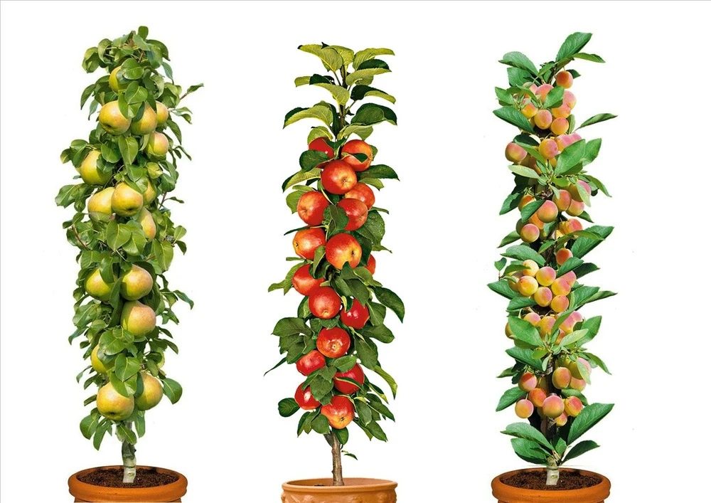 Assorti De 3 Arbres Fruitiers - Pot ⌀9cm - H.60-70cm (hauteur Pot Incluse)