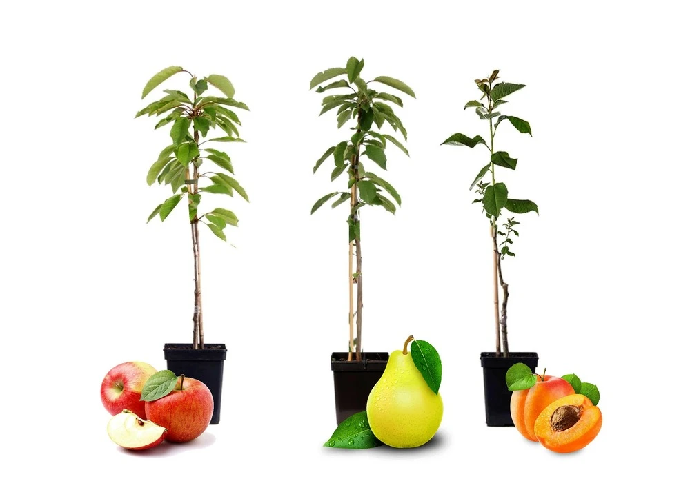 Assorti De 3 Arbres Fruitiers - Pot ⌀9cm - H.60-70cm (hauteur Pot Incluse) – Image 2