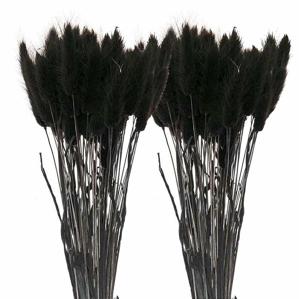 12 Tiges De Lagurus Séchés Noirs - 45 Cm