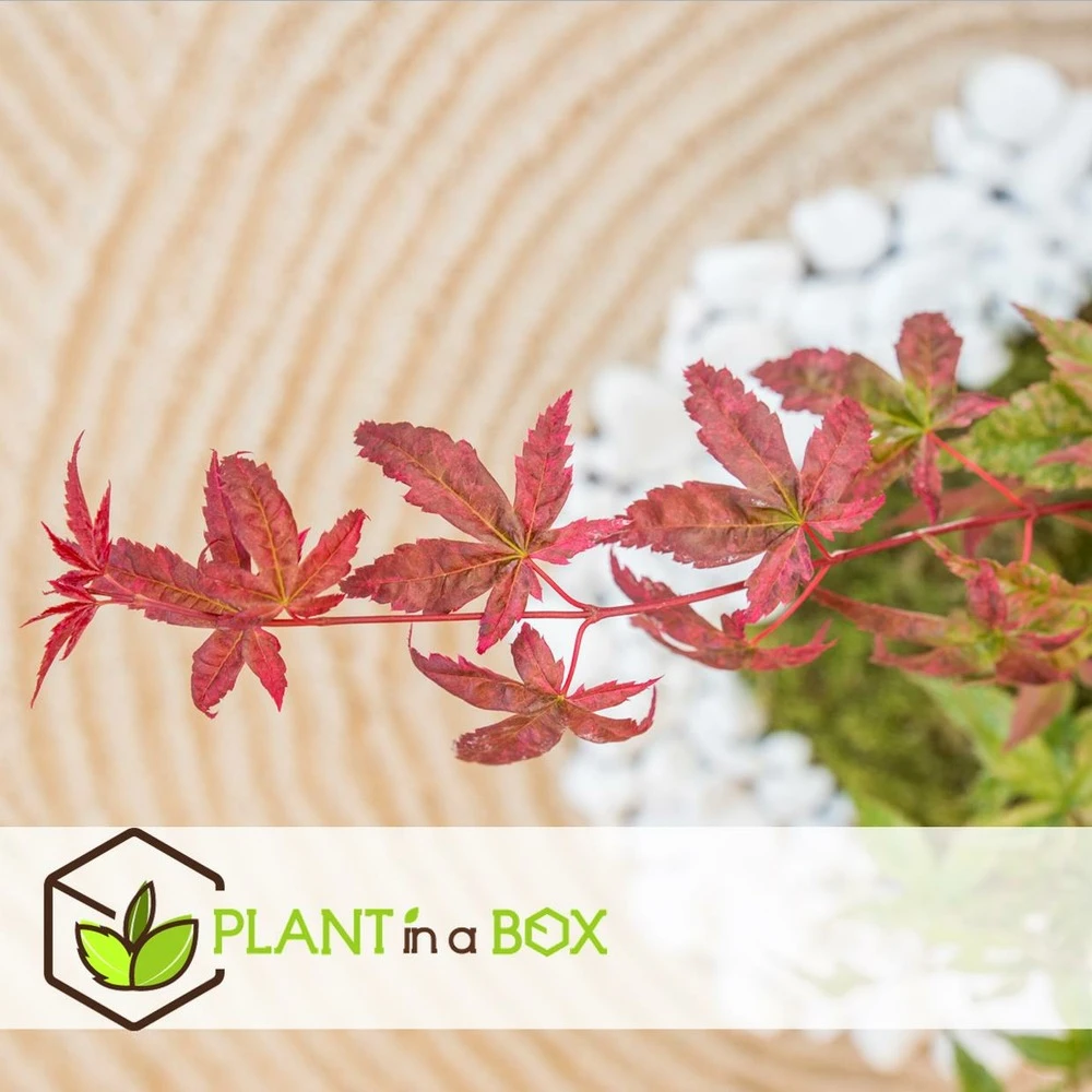 Acer Palmatum 'beni Maiko' - érable Du Japon - Pot 19cm - Hauteur 60-70cm – Image 4