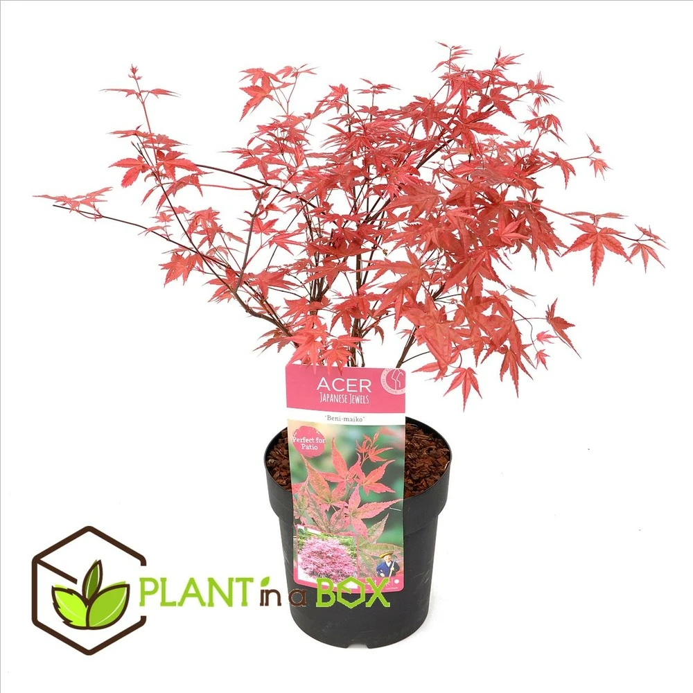 Acer Palmatum 'beni Maiko' - érable Du Japon - Pot 19cm - Hauteur 60-70cm – Image 2