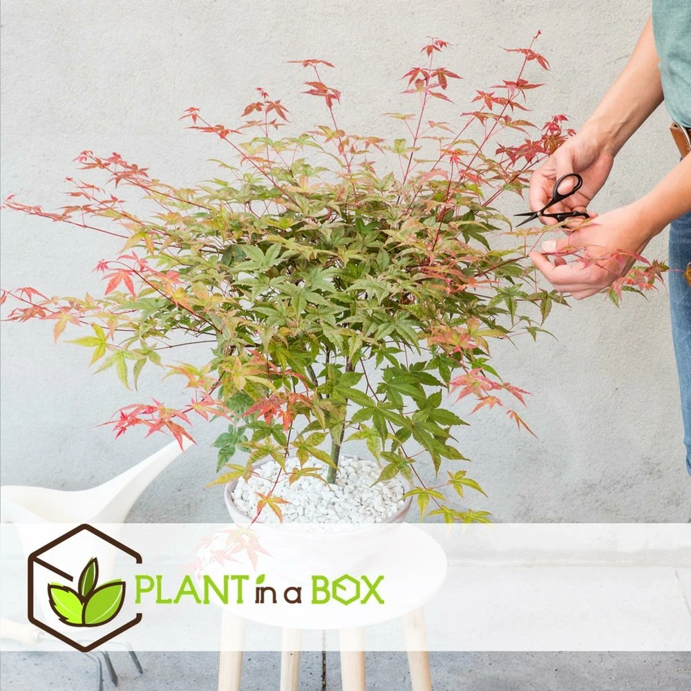 Acer Palmatum 'beni Maiko' - érable Du Japon - Pot 19cm - Hauteur 60-70cm – Image 3