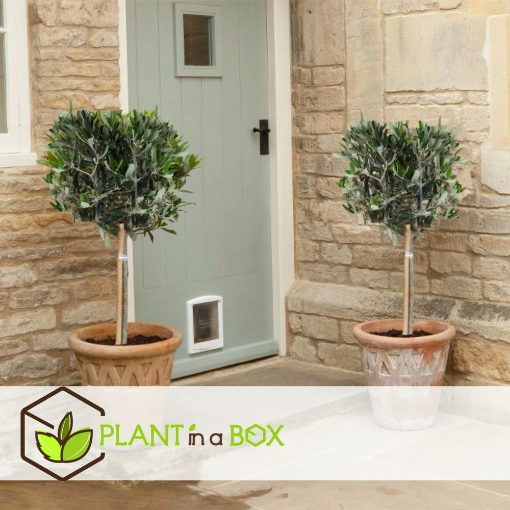 Olea Europaea - Olivier Sur Tige - Set De 2 - Pot 19cm - Hauteur 80-90cm – Image 2