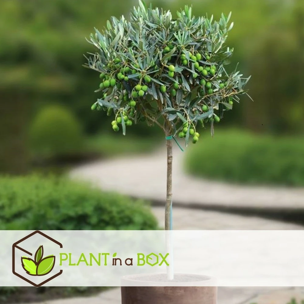 Olea Europaea - Olivier Sur Tige - Set De 2 - Pot 19cm - Hauteur 80-90cm – Image 4