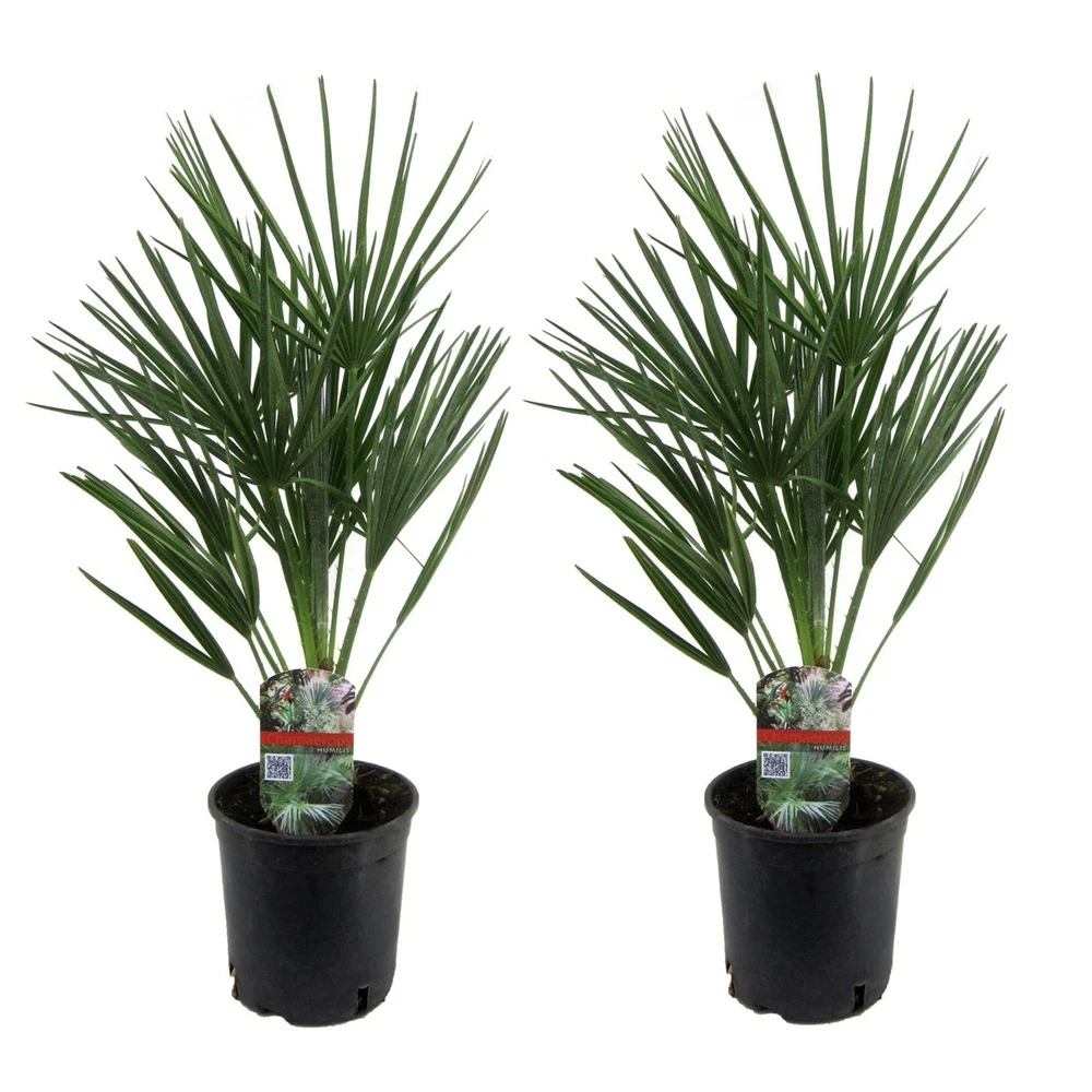 Chamaerops Humilis - Set De 2 - Palmier - Pot 15cm - Hauteur 50-60cm