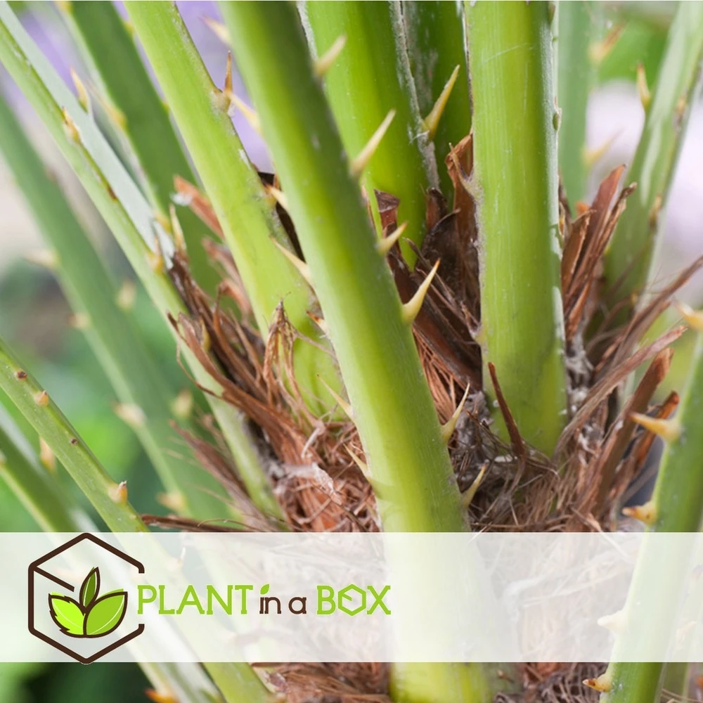 Chamaerops Humilis - Palmier Nain Européen - Pot 15cm - Hauteur 50-60cm – Image 2