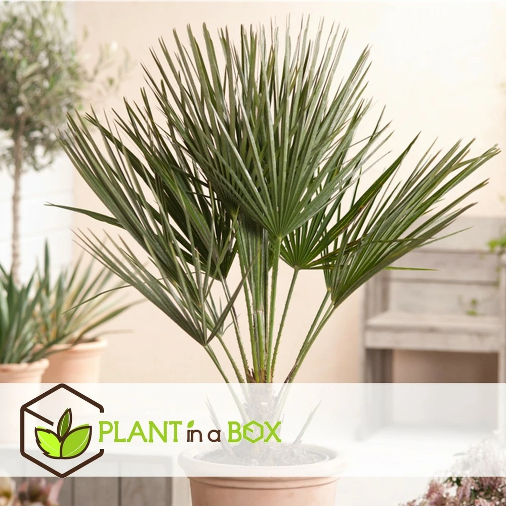 Chamaerops Humilis - Palmier Nain Européen - Pot 15cm - Hauteur 50-60cm – Image 3