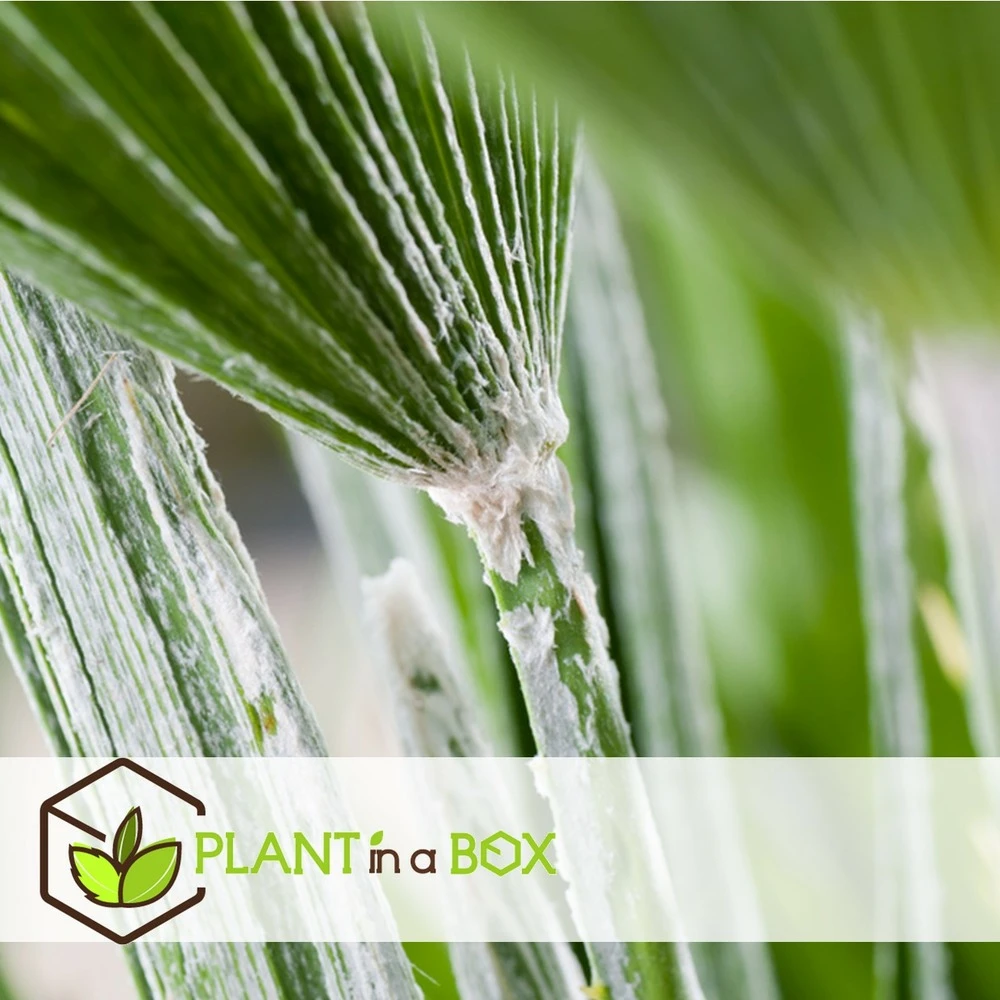 Chamaerops Humilis - Palmier Nain Européen - Pot 15cm - Hauteur 50-60cm – Image 4