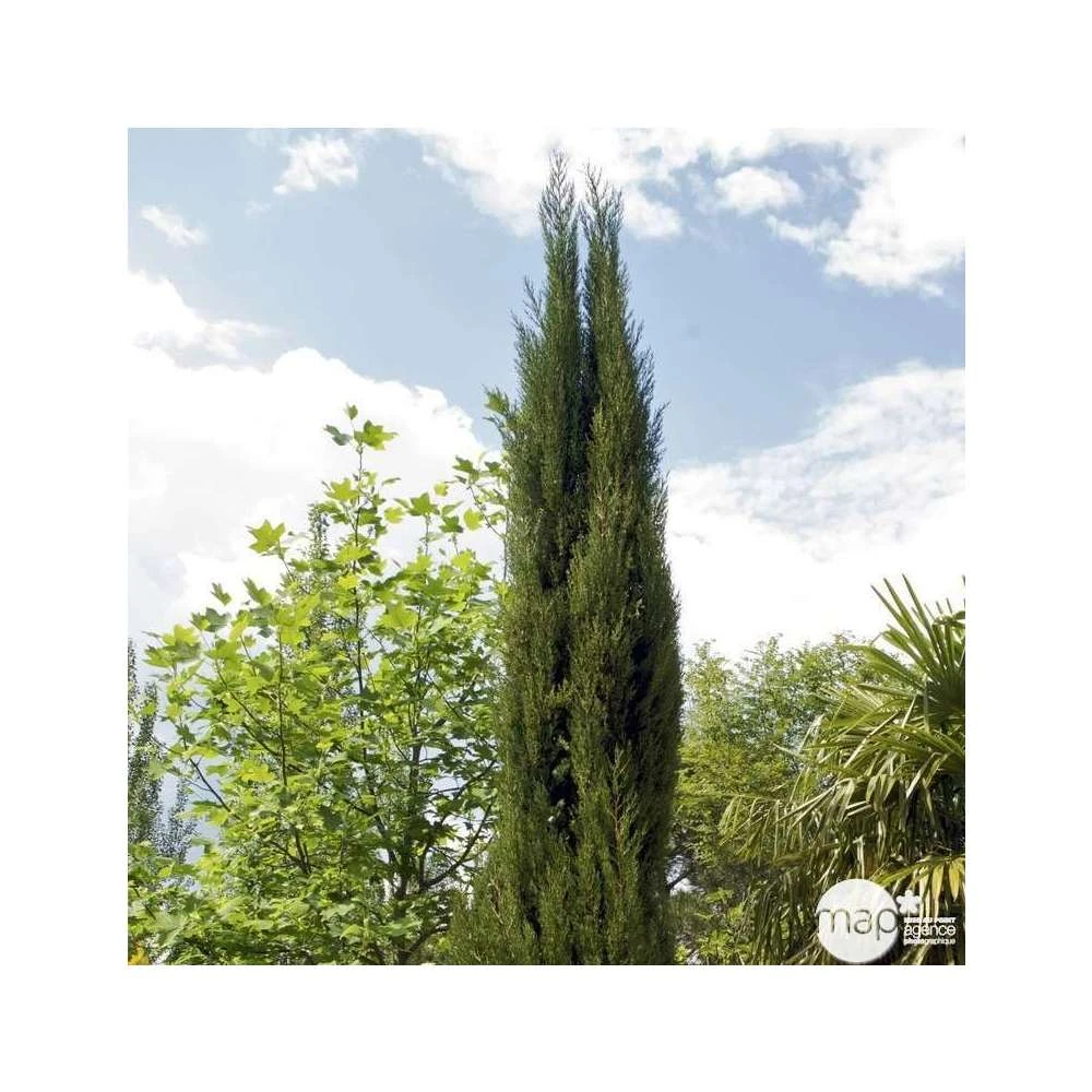 Cupressus Sempervirens Stricta : H. 250/300 Cm – Image 2
