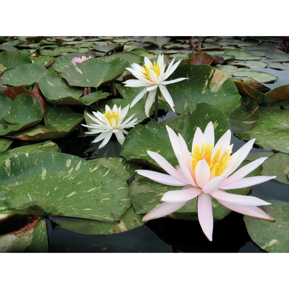 Nymphaea 'arc-en-ciel'