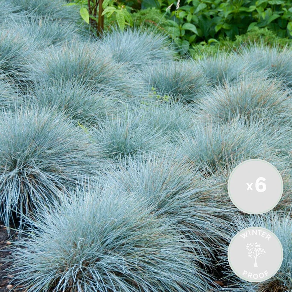 3x Festuca Glauca 'eisvogel' - Fétuque Bleue - Rustique - ⌀10.5 Cm - ↕15-20 Cm – Image 2